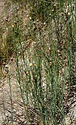 Miniatura para Baccharis juncea