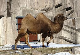 một con lạc đà với bộ lông dài và rậm ở sở thú Milwaukee, Mỹ