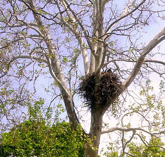 Bald eagle on nest, spring 2011 Bald Eagle on Nest.jpg