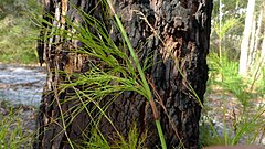 Description de l'image Baloskion tetraphyllum branches (11877840895).jpg.