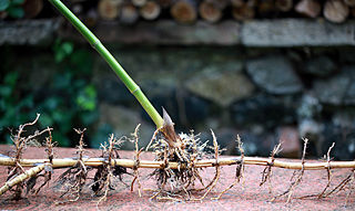 Ein Rhizom ist in der Botanik 