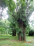 Thumbnail for Bambusa affinis