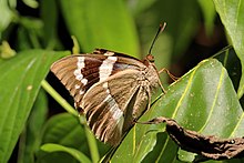 Бананово стъбло (Telchin licus insularis) отдолу Tr.JPG