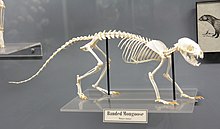 Banded mongoose skeleton in the Museum of Osteology Banded mongoose Skeleton.jpg