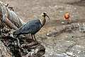 * Nomination Bandurria or Patagonian Duck. Zoological Park Buin Zoo. --Rjcastillo 20:21, 22 October 2022 (UTC) * Promotion  Support Not extremely sharp but high resolution. Overall good quality. --Basile Morin 02:05, 23 October 2022 (UTC)