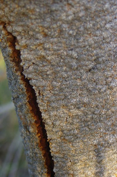 File:Banksia menziesii bark gnangarra.JPG