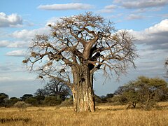 Baobab africain (Adansonia digitata)