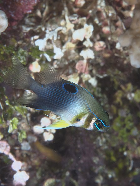 File:Barhead damsel juvenile (Neoglyphidodon thoracotaeniatus) (40321712432).jpg