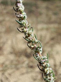 B. laniflora