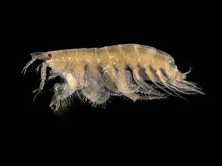 <i>Bathyporeia</i> Genus of crustaceans