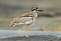 Beach Stone-Curlew (Esacus magnirostris), Long Reef, New South Wales, Australia