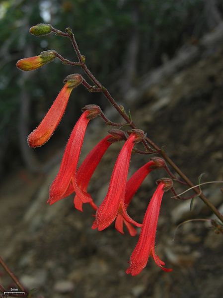 File:Beaked Penstemon (4975019516).jpg