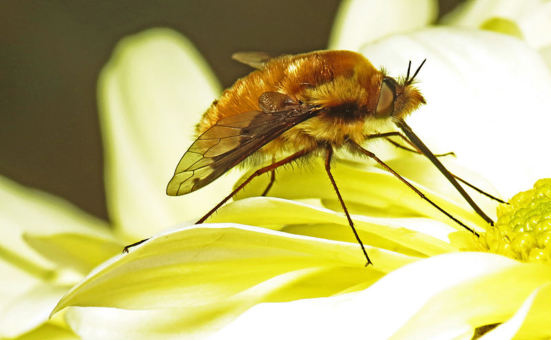 File:Bee-fly on chrysanthemum (16267412388).jpg