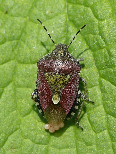 File:Beerenwanze (Dolycoris baccarum) (HS).JPG