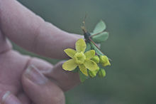 Berberis morrisonensis Hayata (WilsonKao) 001.jpg