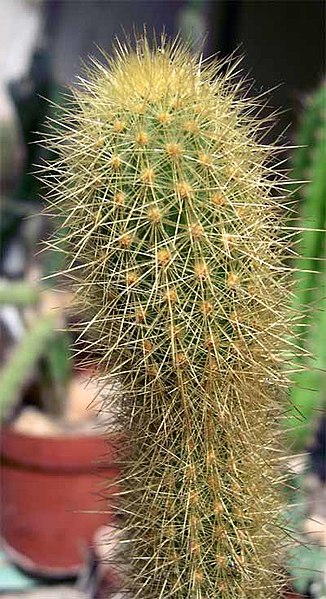 File:Bergerocactus emoryi.jpg