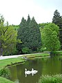 image=https://commons.wikimedia.org/wiki/File:Bergpark_Wilhelmshöhe_-_Baum_191_2021-05-25.JPG