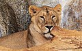 Berlin Tierpark Friedrichsfelde 12-2015 img20 Indian lion.jpg