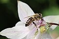 Biene und weiße Akelei - Aquilegia vulgaris.JPG