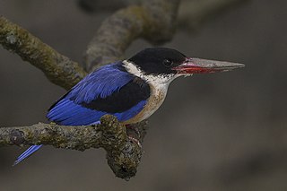 <span class="mw-page-title-main">Black-capped kingfisher</span> Species of bird