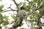 Thumbnail for File:Black-capped Vireo-Kerr WMA-TX - 2015-05-24at12-53-0915 (21597827722).jpg