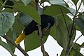 Oropendola