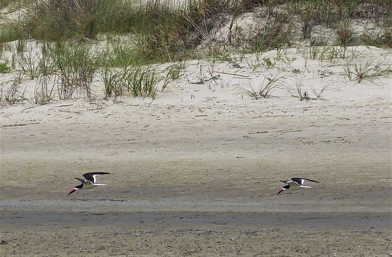 File:Black Skimmers. Rynchops niger (24285004128).jpg