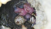 Thumbnail for File:Black capped chickadee hatchlings.jpg