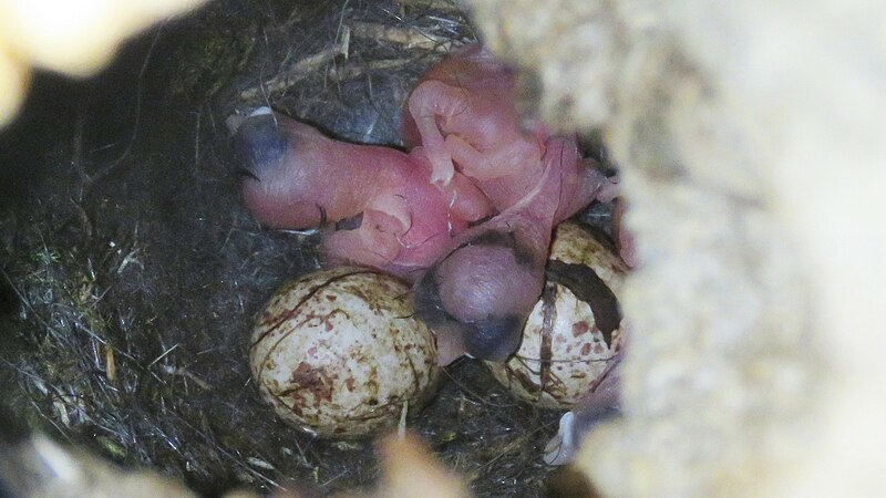 File:Black capped chickadee hatchlings.jpg