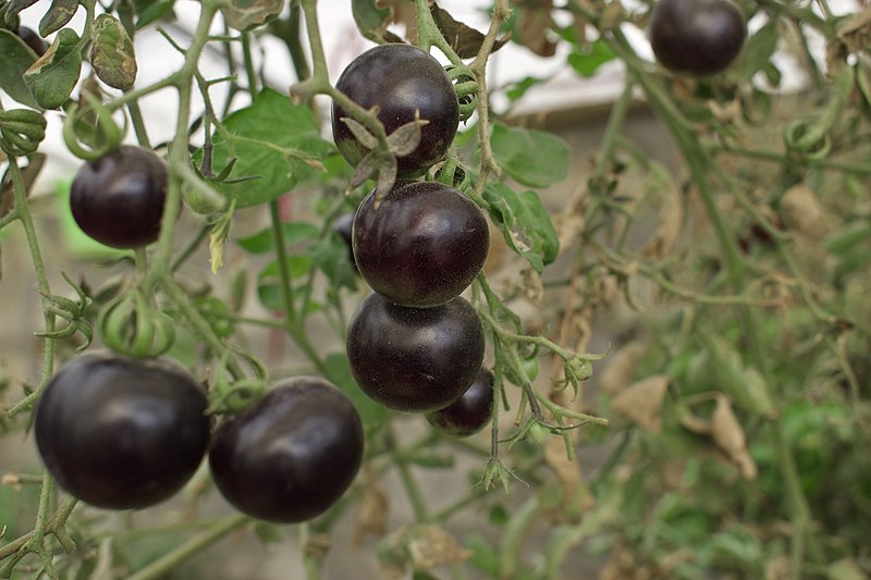 File:Black tomatoes and red chilis grown in Koye, in the Kurdistan Region of Iraq 02.jpg