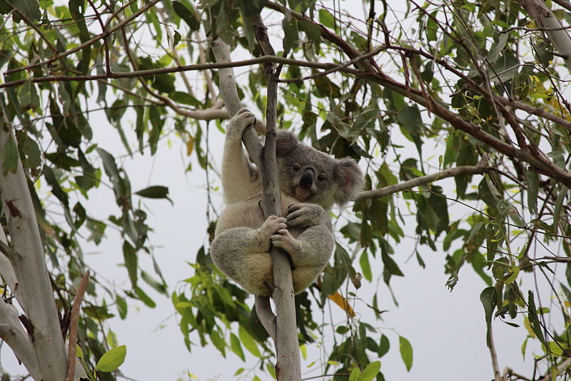 File:Blondie Koala.JPG