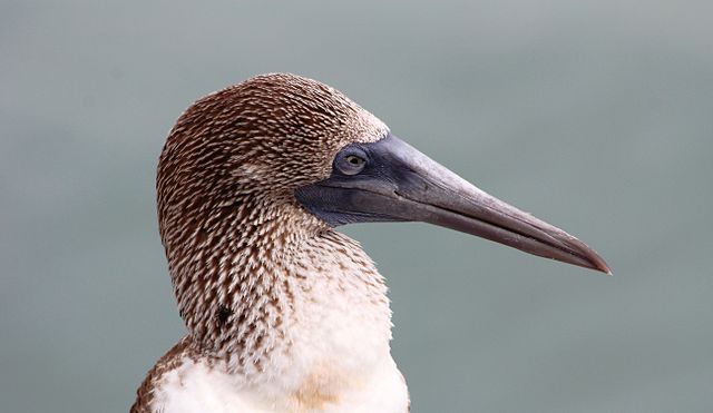 Neck and head of a blue-footed booby showing distinctive coloring and beak