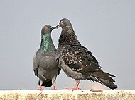 pombo-doméstico (Columba livia)  WikiAves - A Enciclopédia das Aves do  Brasil