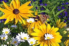 Blume mit Schmetterling und Biene 1uf.JPG