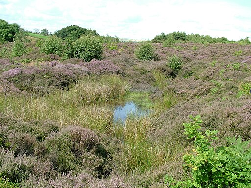 Boggy area on Waldridge Fell