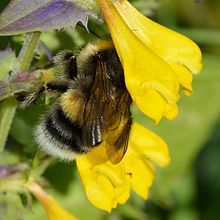 Melampyrum nemorosum Bombus lucorum - Melampyrum nemorosum - Keila.jpg