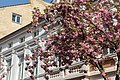 * Nomination Cherry blossoms at Heerstraße, Bonn, North Rhine-Westphalia, Germany --XRay 04:04, 23 April 2018 (UTC) * Promotion Good quality. -- Johann Jaritz 04:11, 23 April 2018 (UTC)