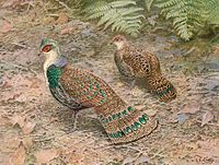 Painting of two mottled brown birds with numerous green spots on wings and tail walking on the ground