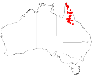 <i>Boronia bowmanii</i> Species of flowering plant