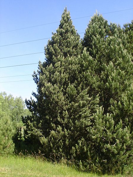 File:Borovice blatka (původ Žofinka) V Arboretu Sofronka.jpg