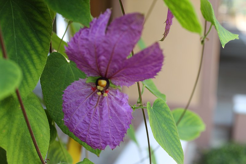 File:Bow tie vine.jpg