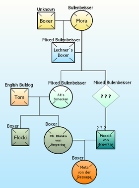 Boxer early genealogy chart Boxer early genealogy.png