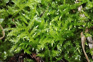 <i>Brachythecium mildeanum</i> Species of moss