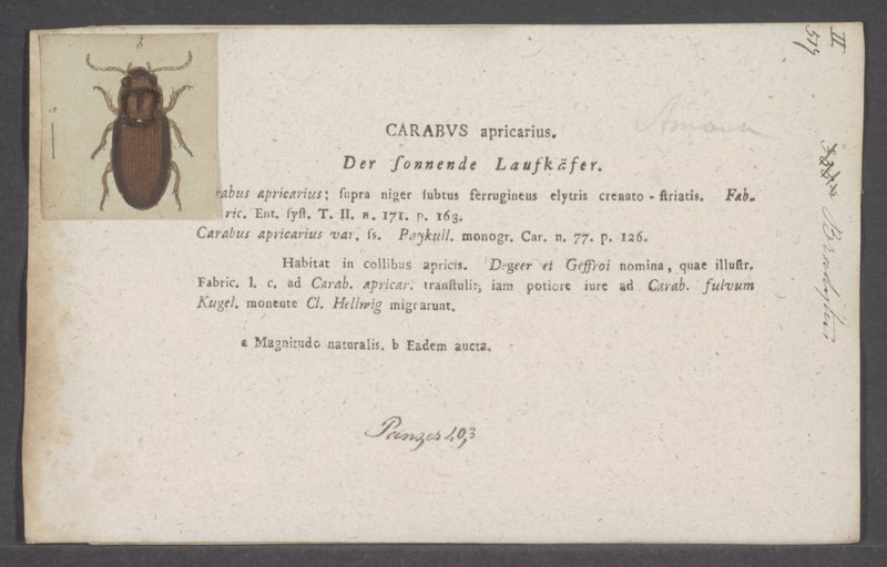 File:Bradytus - Print - Iconographia Zoologica - Special Collections University of Amsterdam - UBAINV0274 011 12 0092.tif