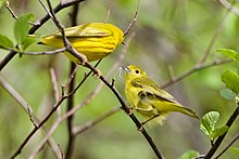 A breeding pair of yellow warblers. The female (right) is carrying nesting material. Breeding pair of Yellow Warblers (Setophaga aestiva) in Waterville, Maine.jpg