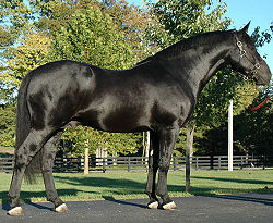 Бридон Белфри, RID, ирландиялық драфт Stallion.jpg