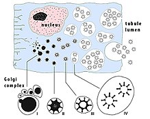 Development of brochosomes (stages I to IV) in a secretory cell. Brochosome secretion En.jpg