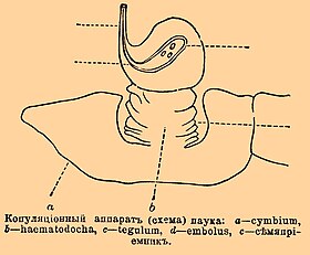 Копуляционный аппарат (схема) паука: а — cymbium, b — haematodochae, c — tegulum, d — embolus, e — семяприемник.