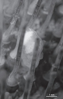 A live adult brooding Waldo arthuri shown among the spines of its host, the sea urchin Brisaster latifrons. Embryos are visible as the white mass within the transparent shell. Brooding Waldo arthuri on Brisaster latifrons.jpg