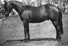 Foto em preto e branco de um moreno bem cuidado parado de lado para a câmera, usando uma rédea Barcoo, mas sem sela, montado em uma postura conformada quadrada, como se estivesse em uma exposição de cavalos.